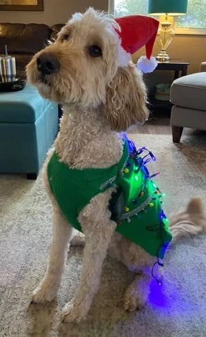 lulu+xmas